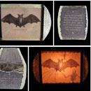 Chauve-souris: Elate philosopher