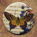 Butterfly with Flowers