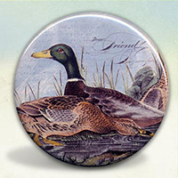 Mallard Ducks Mallard Ducks