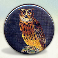 Owl Owl