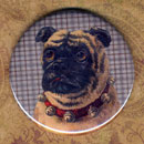 Pug Dog